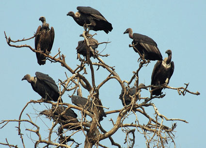 vultures-2