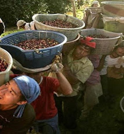 costa rica cofee