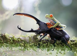 frog