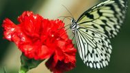 A Paper Kite butterfly is pictured on a