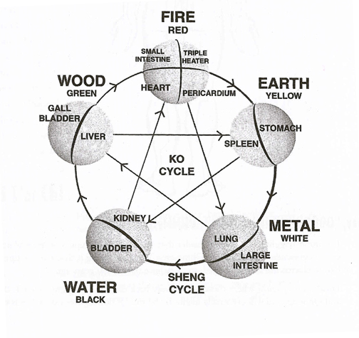zangfuorganmap