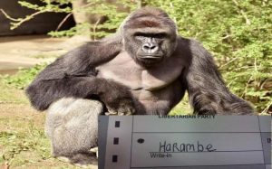 harambe-us-election-votes_jpg-large_transqvzuuqpflyliwib6ntmjwfsvwez_ven7c6bhu2jjnt8
