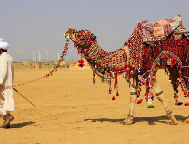 hd-camel-wallpapers