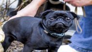 Germany Dog Seized