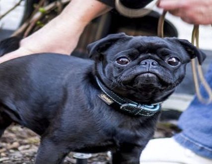 Germany Dog Seized