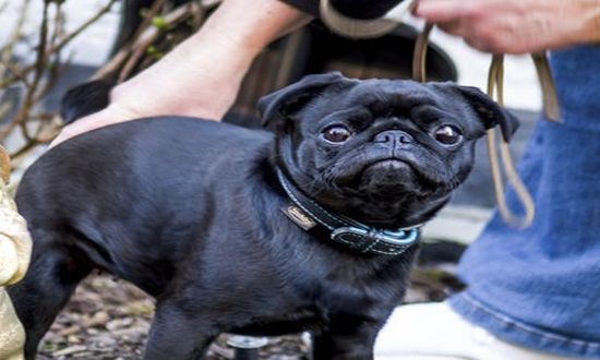 Germany Dog Seized