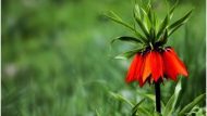 Fritillaria imperialis1