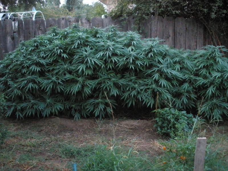 Row(Purple_Kush)