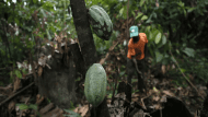 COCOA1