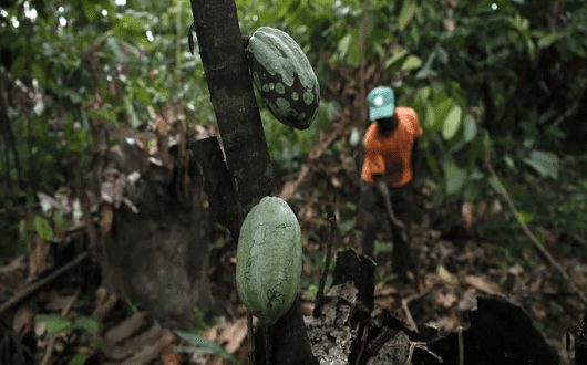 COCOA1