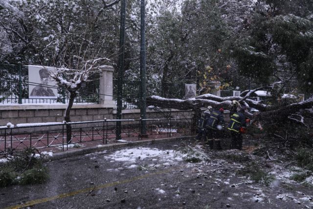 Greece; cold; daily life; snow; snowfall; snowy; street; sub zero; subzero; town; weather; winter; Ελλάδα; δρόμος; καθημερινότητα; καιρός; κακοκαιρία; κρύο; υπό το μηδέν; χειμώνας; χιονισμένο; χιονόπτωση; χιόνι; χιόνια; ψύχος; Μήδεια; Midia; Mideia; πτώση δέντρου; δέντρο;