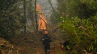 brigade; climate change; extinguish; fire; fire Department; firefighter; forest; natural disaster; pine tree; smoke; summer wildfire; wildfire; δάσος; επόμενη μέρα; καλοκαιρινές πυρκαγιές; καπνός; κατάσβεση; πέυκο; πυρκαγιά; πυροσβεστική; φυσική καταστροφή; φωτιά;