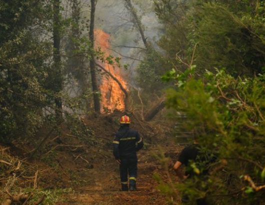 brigade; climate change; extinguish; fire; fire Department; firefighter; forest; natural disaster; pine tree; smoke; summer wildfire; wildfire; δάσος; επόμενη μέρα; καλοκαιρινές πυρκαγιές; καπνός; κατάσβεση; πέυκο; πυρκαγιά; πυροσβεστική; φυσική καταστροφή; φωτιά;