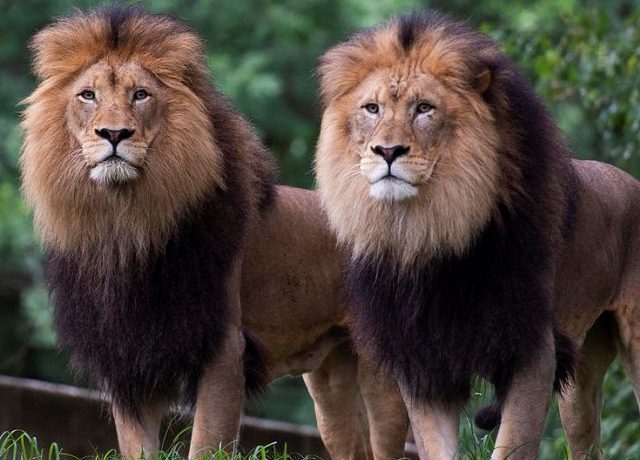 lion