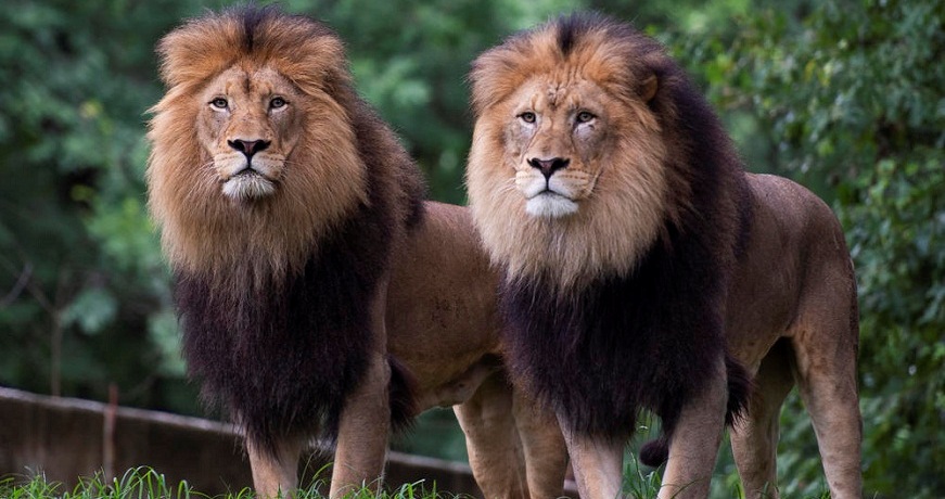 lion