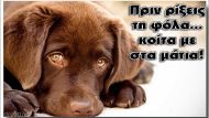 Fola_Dogs