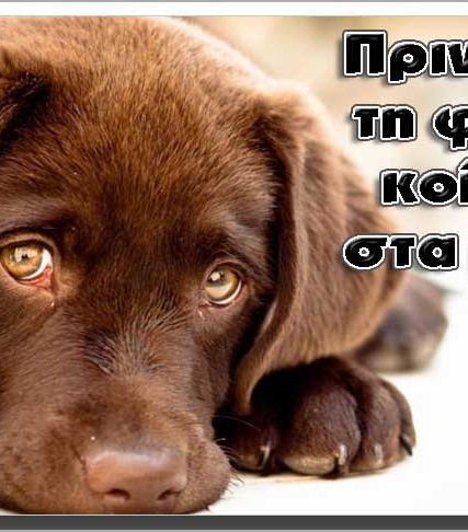 Fola_Dogs