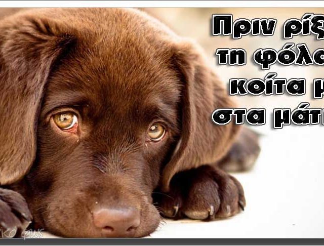 Fola_Dogs