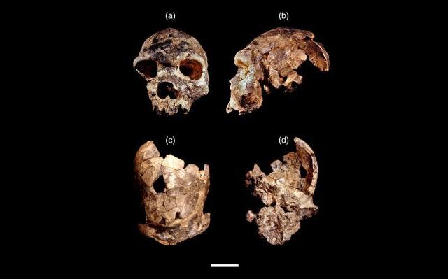 homo-bodoensis