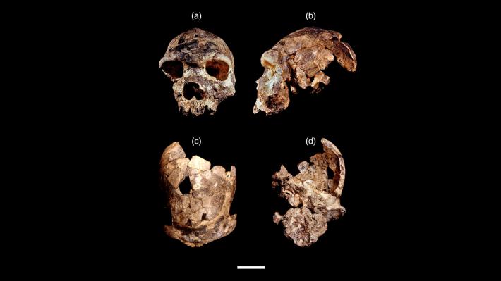 homo-bodoensis