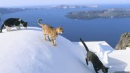 cat-santuary-dream-job-greece
