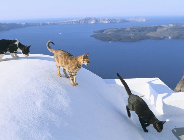 cat-santuary-dream-job-greece