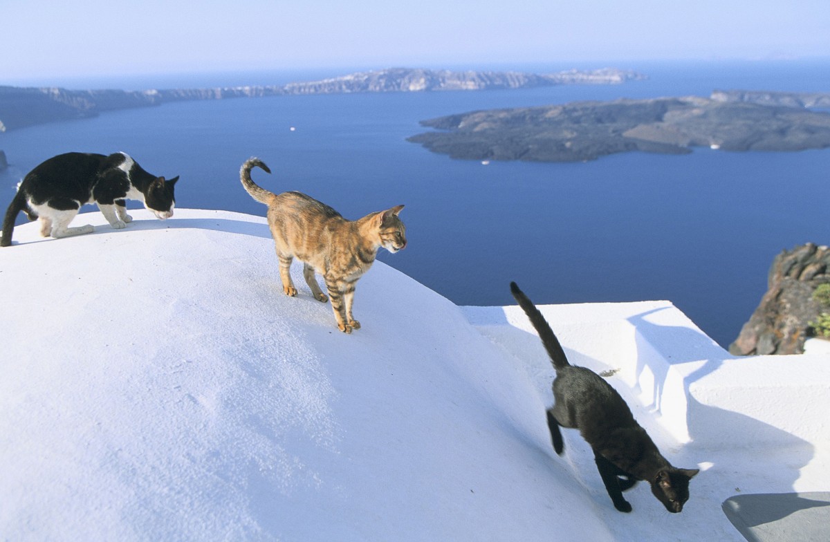 cat-santuary-dream-job-greece