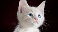h5mk7js_cat-generic_625x300_28_August_20