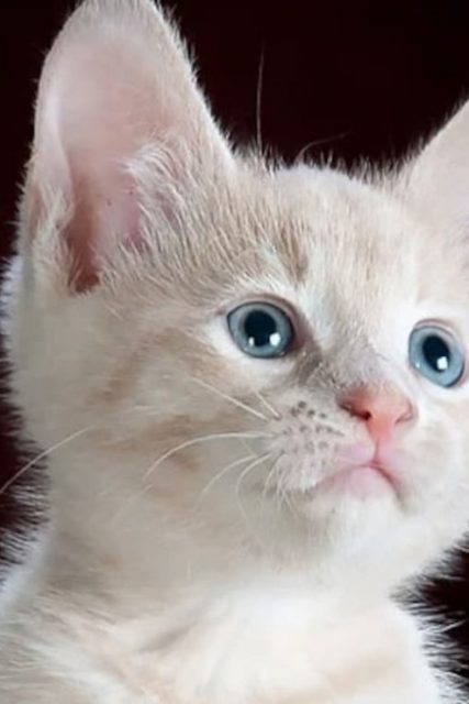 h5mk7js_cat-generic_625x300_28_August_20