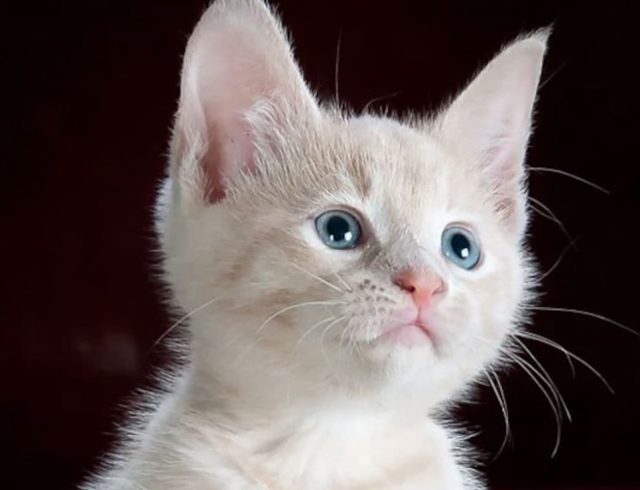 h5mk7js_cat-generic_625x300_28_August_20