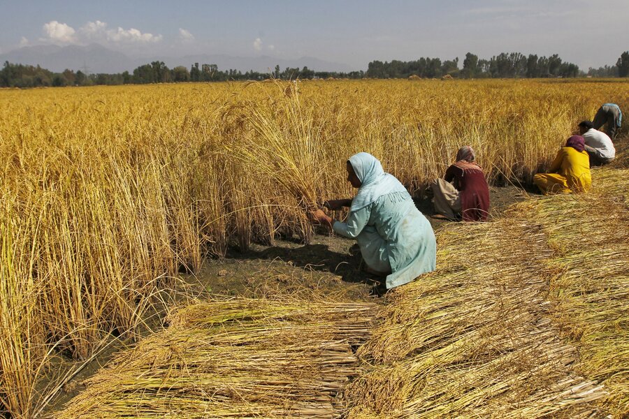 1122504_1_0625-Kashmiri-farmers_standard
