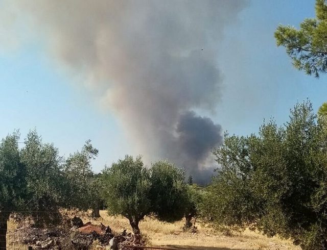 μανδρα1