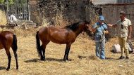 γεοργαλιδικο αλογο 871Χ460