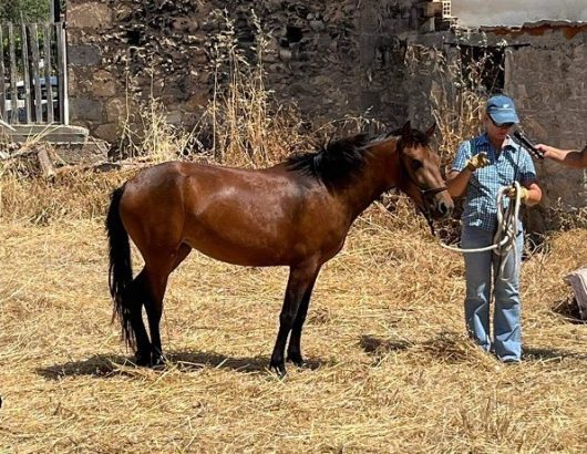 γεοργαλιδικο αλογο 871Χ460