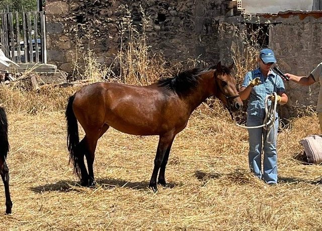 γεοργαλιδικο αλογο 871Χ460