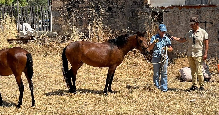 γεοργαλιδικο αλογο 871Χ460