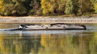 w19-194223Danuberiver26073657