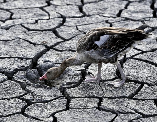 Europe Drought