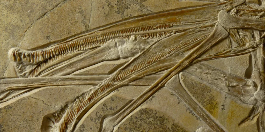 pterosaurosdontia1