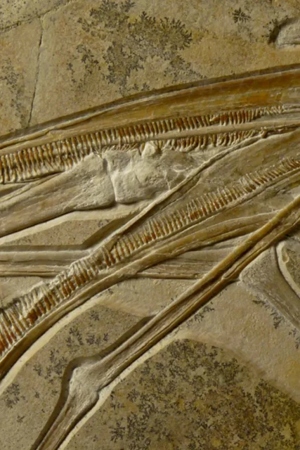 pterosaurosdontia1