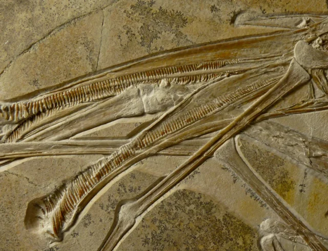 pterosaurosdontia1