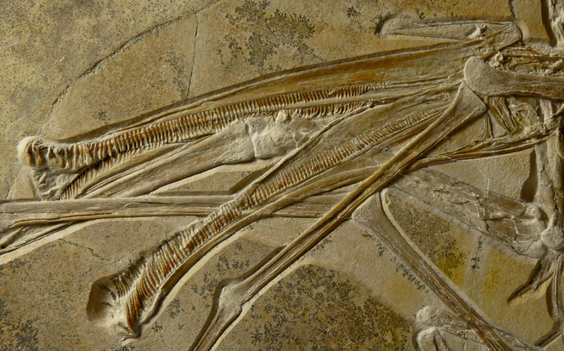 pterosaurosdontia1