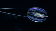 Hormiphora_californensis_Darrin_Schultz_MBARI_2048-696×465