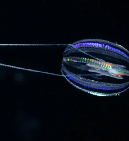 Hormiphora_californensis_Darrin_Schultz_MBARI_2048-696×465
