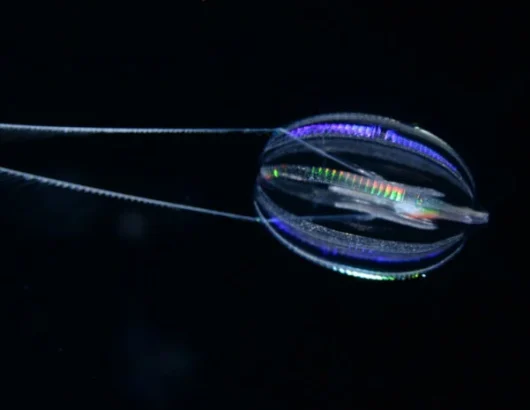 Hormiphora_californensis_Darrin_Schultz_MBARI_2048-696×465