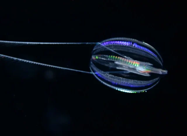 Hormiphora_californensis_Darrin_Schultz_MBARI_2048-696×465
