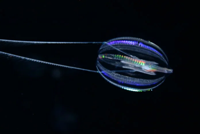 Hormiphora_californensis_Darrin_Schultz_MBARI_2048-696×465