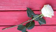 white-rose-on-red-bench-3626687_960_720