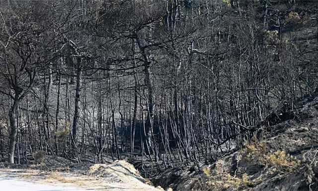 dadia-dasos-pyrkagia