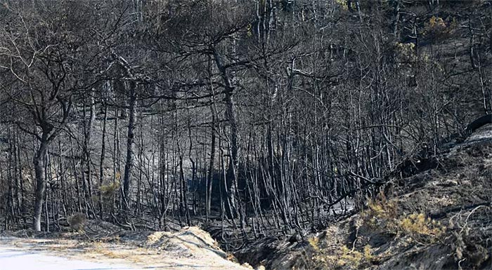 dadia-dasos-pyrkagia